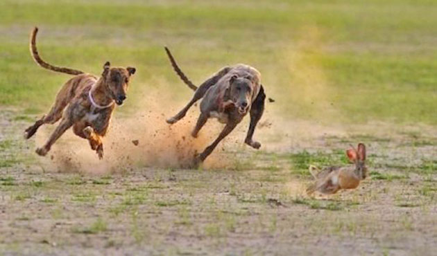 Braconajul cu ogari, sport de masă