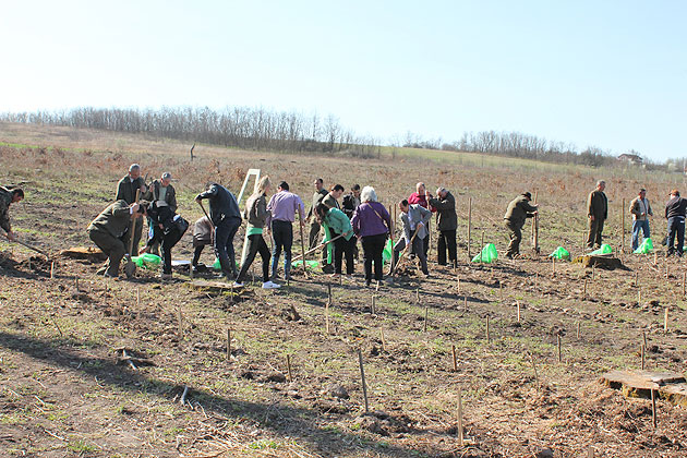 Peste 50 hectare vor fi împădurite în cadrul “Lunii plantării arborilor”