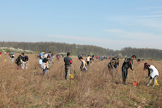 Patru mii de puieţi de frasin, plantaţi la Ardud