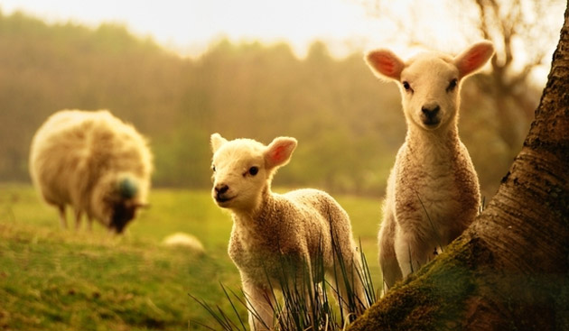 De ce tăiem mielul de Paşti?