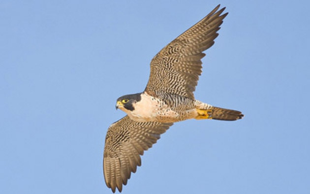 Un şoim a fost "angajat" pentru a proteja porumbeii papei Francisc