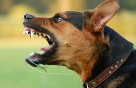 Muşcătură de câine soldată  cu dosar penal