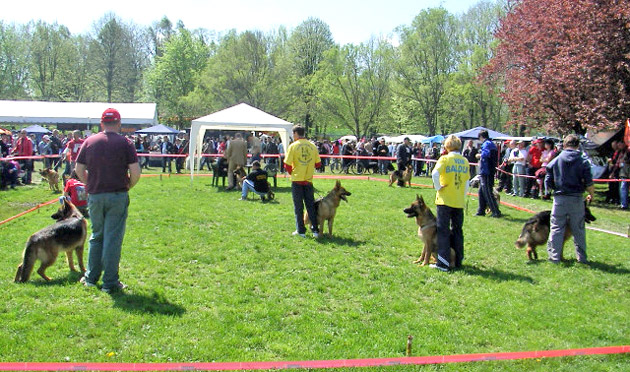 Peste 2.000 de câini participanţi la CACIB 2014