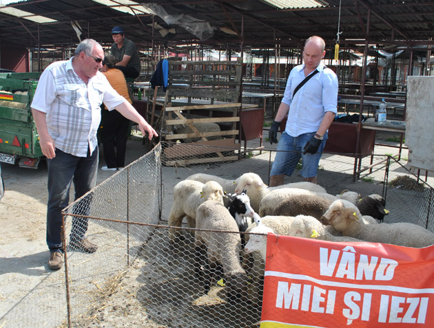 Peste 130 de miei sacrificaţi de Paştele catolic