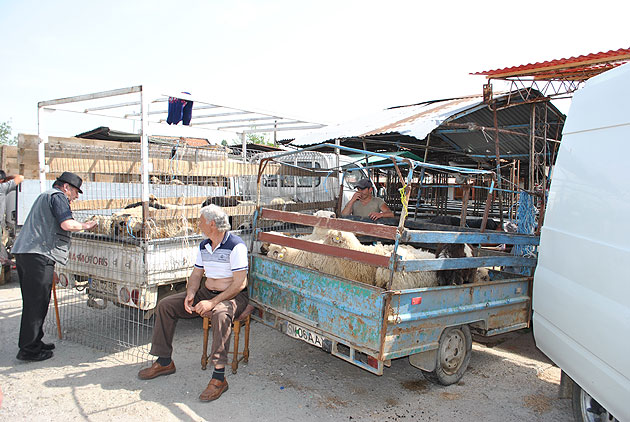 ANSVSA permite sacrificarea mieilor de Paşte în pieţe