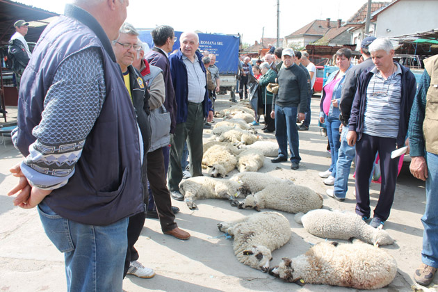 Peste 720 de miei sacrificaţi în Piaţa de vechituri de Paşte