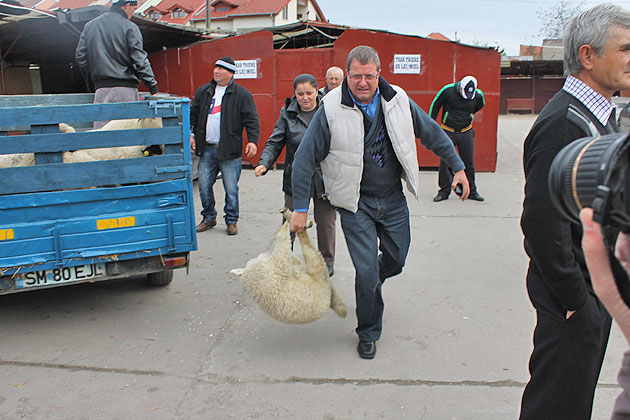 Tăierea mieilor a început cu scandal