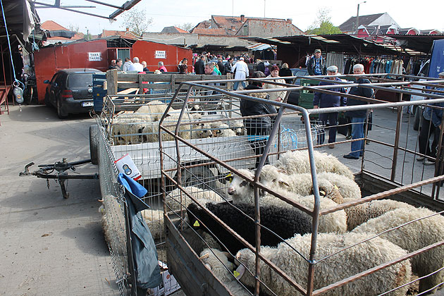 Preţul mieilor a scăzut la 11 lei/kg