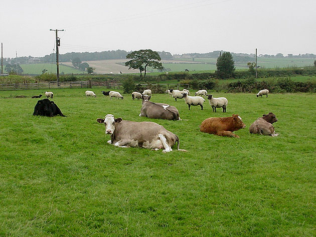 Primăvara se numără problemele cu păşunile