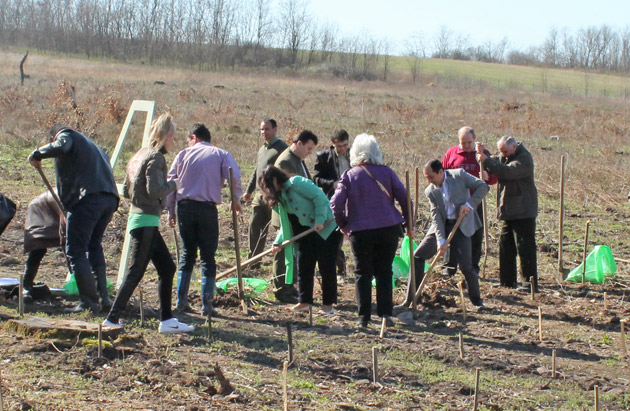 Peste 200 de mii de puieţi, plantaţi în judeţul Satu Mare