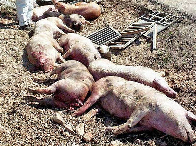 Romii din Pişcolt se îndoapă cu hoituri