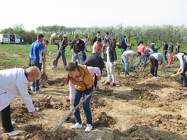 Fosta groapă de deşeuri din Turţ, împădurită  cu 3.000 de puieţi
