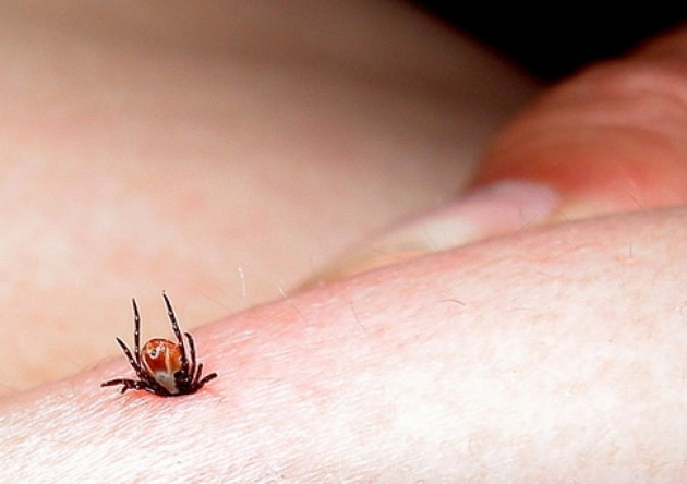 Muscatura de capusa in cazul copiilor mici