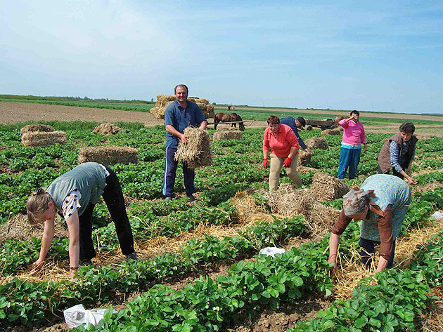 Căpşuni din belşug în Sătmar