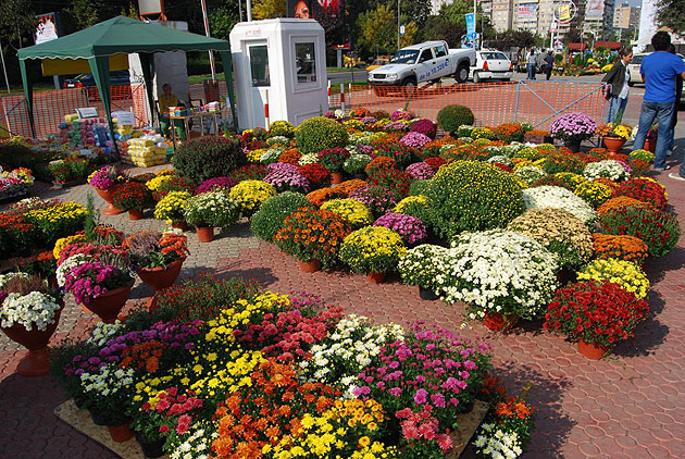 Expoziţie de flori la Carei