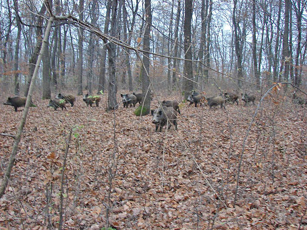 Mistreţii fac prăpăd în agricultură