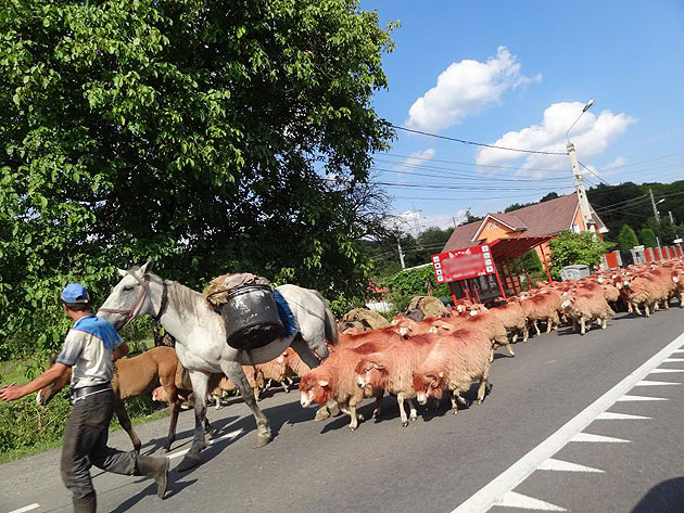 Agricultorii stau sub teroarea ciobanilor
