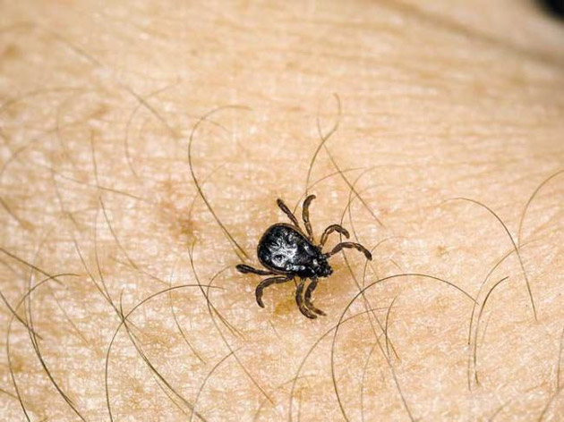 Căpușele continuă să muște... din oameni și copii