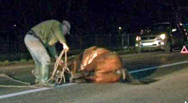 Un şofer maramureşean  a lovit un cal pe DN 19