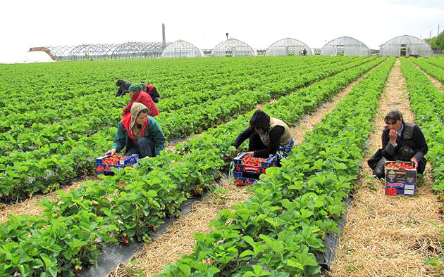 Seceta n-a afectat culturile agricole