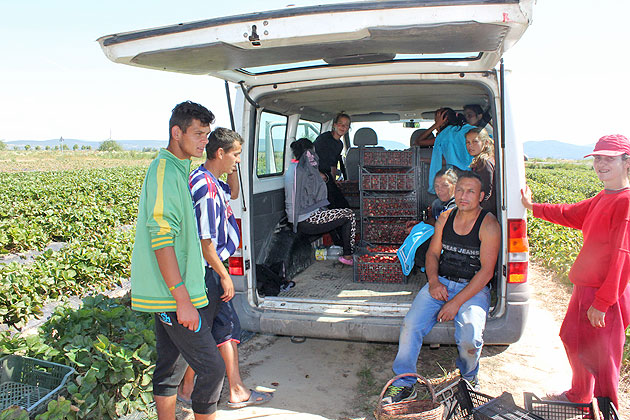 Căpşunii româneşti, pe cale de dispariţie