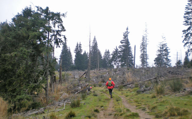Riscă amendă pentru că i s-a defrişat întreaga pădure