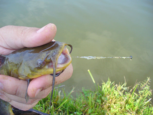 Invadatorii americani din apele sătmărene