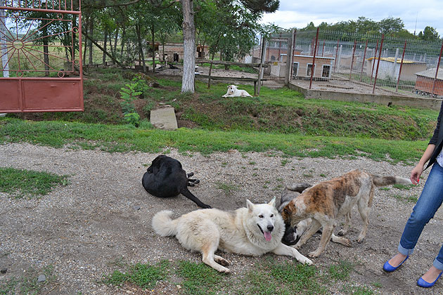 Patru sute de câini aşteaptă să fie adoptaţi