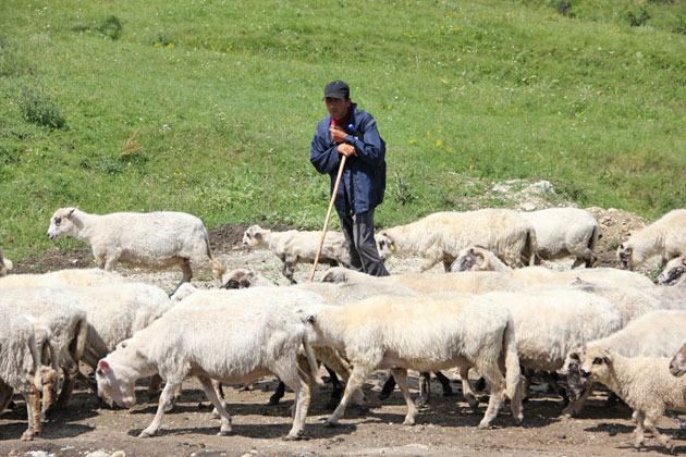 Ciobanii, acuzaţi că terorizează periferia Sătmarului