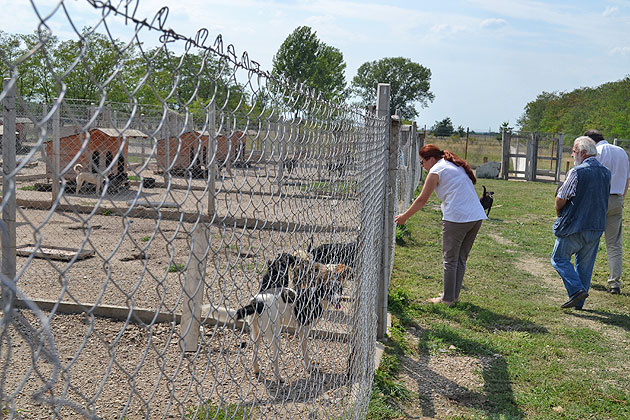Condiţii optime de trai pentru câinii  de la adăpostul Asociaţiei Free Life