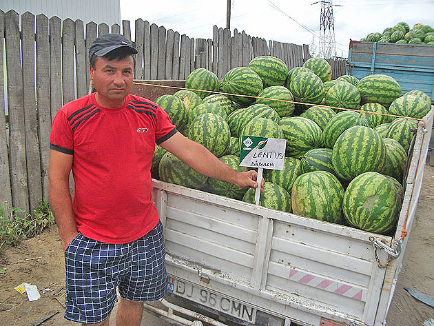 Poliţia Locală a început vânătoarea de lebeniţari