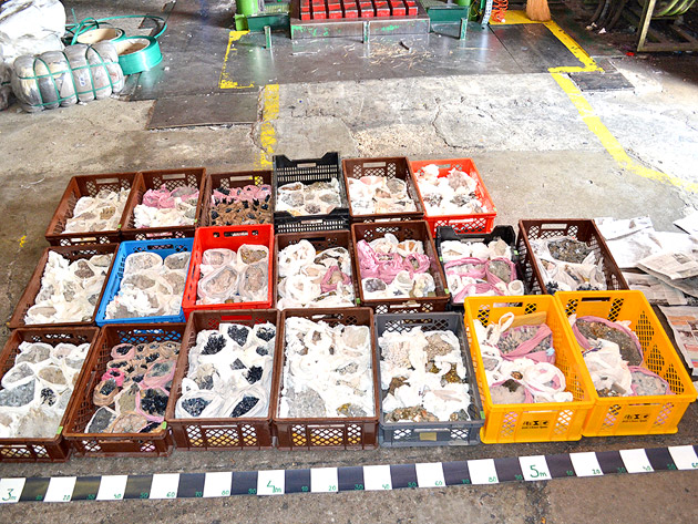 Captură record de flori de mină la PTF Petea