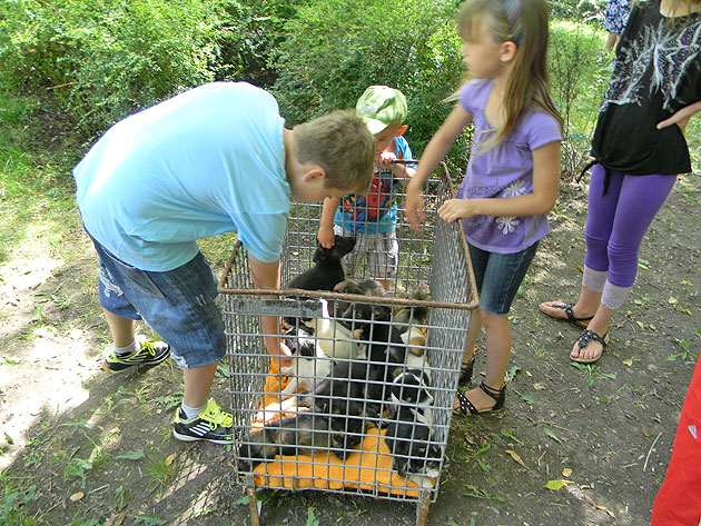 Şase căţeluşi adoptaţi la primul târg