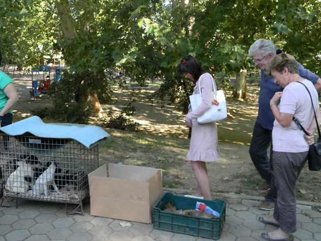 Patru căţeluşi adoptaţi în Grădina Romei