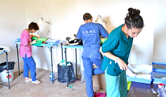 Sterilizare în masă la Adăpostul FreeLife Satu Mare 