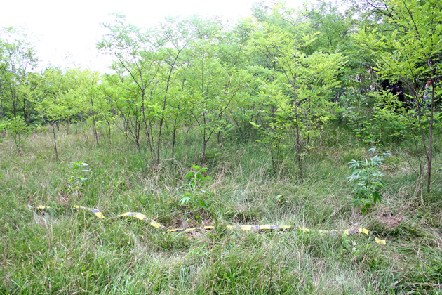 Reţea de traficanţi de droguri destructurată de DIICOT