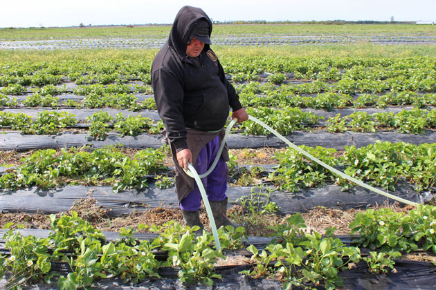 A plouat cu probleme peste agricultorii sătmăreni