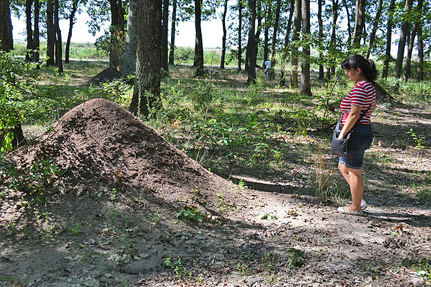 Colonii gigant de furnici la Pădurea Tătăreşti