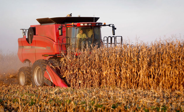 Recolte foarte bune la porumb