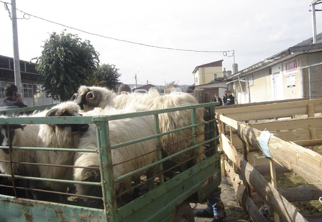 Lacăt pe porţile târgurilor de animale