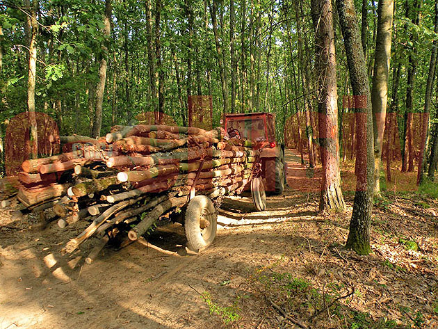 Hoţi de lemne prinşi de poliţişti