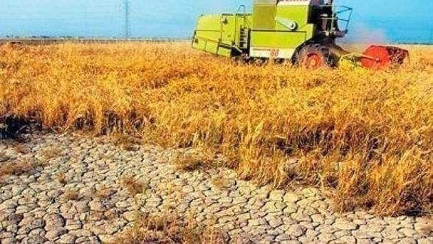 Agricultura sătmăreană, afectată  de schimbările climatice