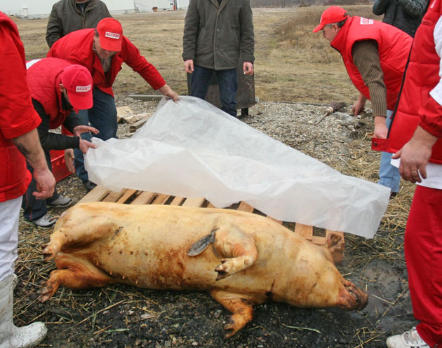 Două noi cazuri de trichineloză în judeţ