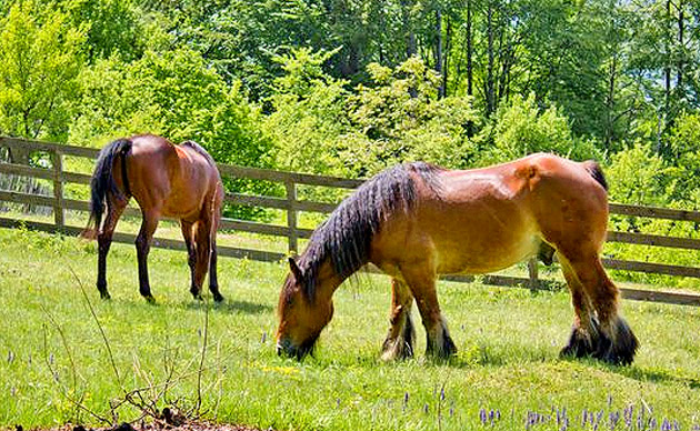 Negreşteni, acuzaţi de furt de cai în Franţa