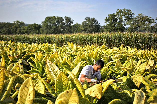 Tutunul sătmărean se fumează în Ungaria
