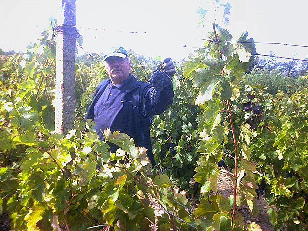 Bun e vinul ghiurghiuliu de Sătmar