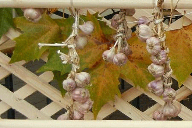 Zece alimente pentru a combate răceala