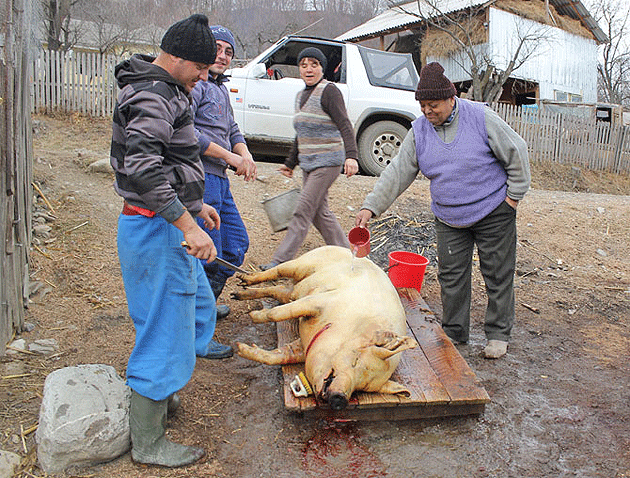 Sătmărenii, atenţionaţi de unde să-şi cumpere porc de Crăciun