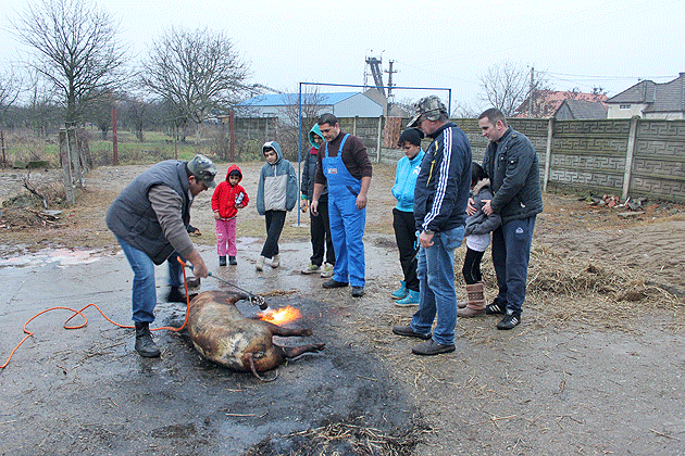 Ignat la Casa de tip familial “Iris” din Berindan