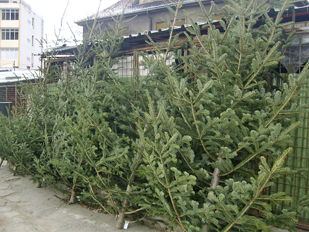 Prinşi comercializând brazi fără documente legale